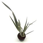 Phormium tenax Brown Sugar