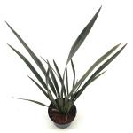 Phormium 'Bronze Baby'