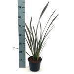 Phormium 'Bronze Baby'
