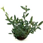 Phillyrea angustifolia