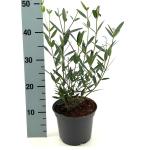 Phillyrea angustifolia