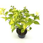 Philadelphus cor. 'Aureus'