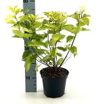 Philadelphus cor. 'Aureus'