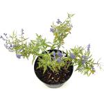Perovskia atripl. Lacey Blue