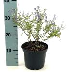 Perovskia atripl. Lacey Blue