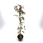 Parthenocissus henryana