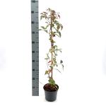 Parthenocissus henryana