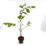 Parrotia persica 'Vanessa'