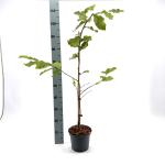 Parrotia persica 'Vanessa'