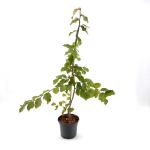Parrotia persica