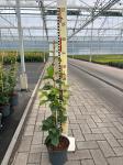 Parrotia persica