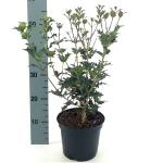 Osmanthus heterophyllus