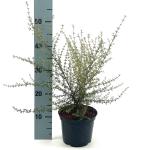 Olearia solandri 'Aurea'