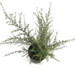 Olearia solandri 'Aurea'