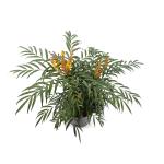 Mahonia Volcano