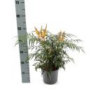 Mahonia Volcano