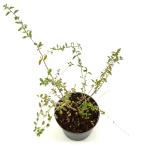 Lycium barbarum