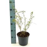 Lycium barbarum