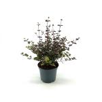 Lophomyrtus ralphii 'Purpurea'