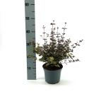 Lophomyrtus ralphii 'Purpurea'