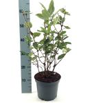Lonicera c. kamtschatica