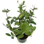 Lonicera c. kamtschatica