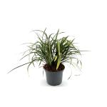 Liriope muscari 'Monroe White'