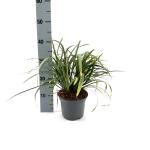 Liriope muscari 'Monroe White'