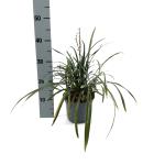Liriope muscari 'Big Blue'