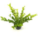 Ligustrum 'Vicaryi'