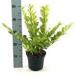 Ligustrum 'Vicaryi'