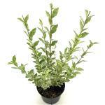 Ligustrum oval. 'Argenteum'