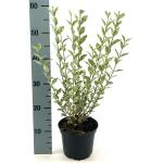 Ligustrum oval. 'Argenteum'