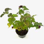 Leycesteria formosa Golden Lanterns