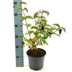 Leycesteria formosa Golden Lanterns