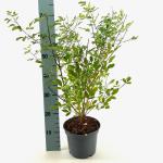 Lespedeza thunbergii