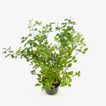 Lespedeza thunbergii
