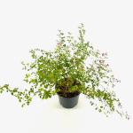 Lespedeza bicolor 'Yakushima'