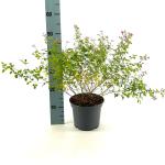 Lespedeza bicolor 'Yakushima'