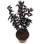 Lagerstroemia i. Best Red, rood