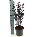 Lagerstroemia i. Best Red, rood