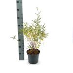 Indigofera heterantha