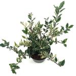 Ilex aq. 'Ingramii'