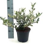 Ilex aq. 'Ingramii'