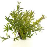 Prunus glandulosa