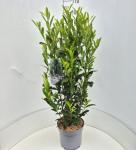 Prunus l. Elly