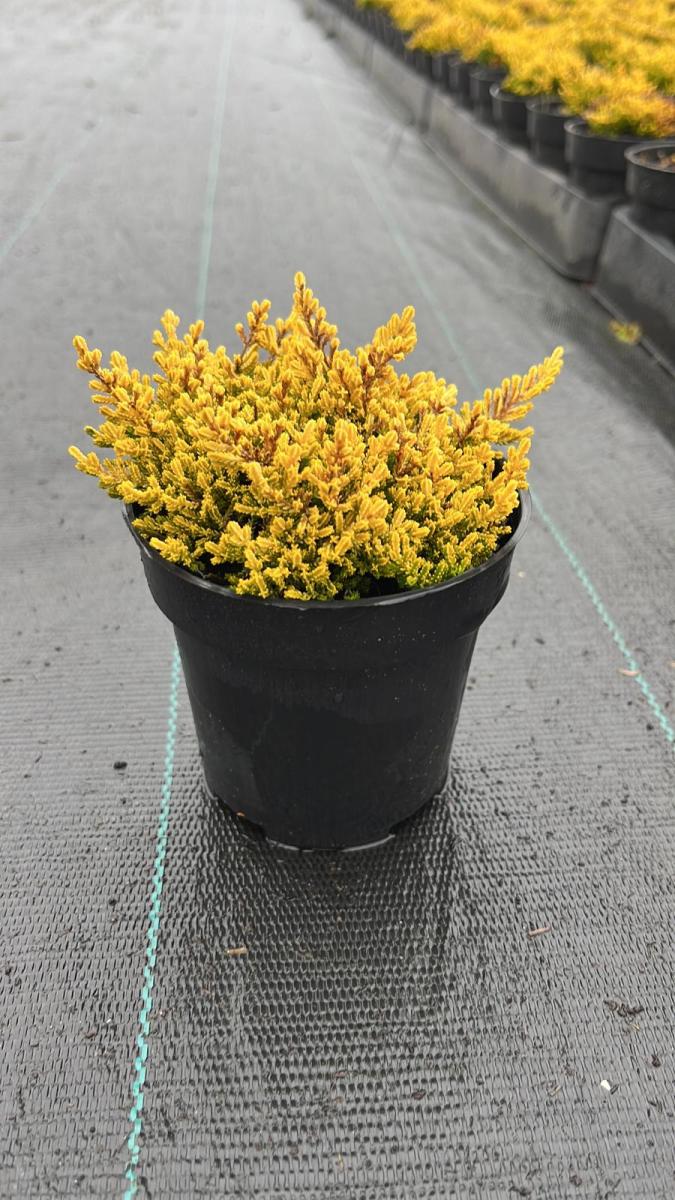 Calluna v. 'Gold Haze'