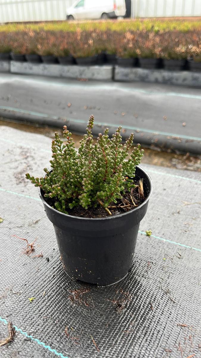 Calluna v. 'Perestrojka'