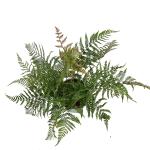 Dryopteris erythrosora prolifica