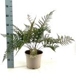 Dryopteris erythrosora prolifica